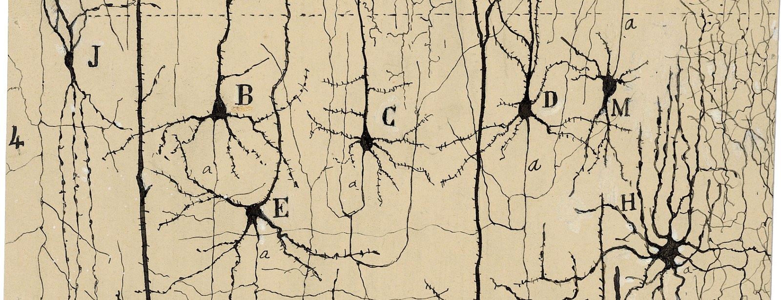 Detail from an ink drawing by Santiago Ram&oacute;n y Cajal: pyramidal neurons of the cerebral cortex, their cell bodies and branching dendrites.
